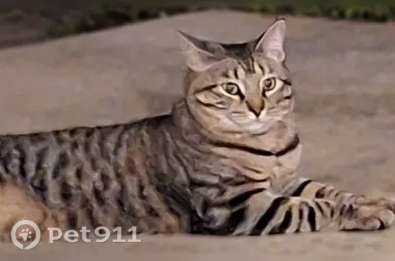 Lost cat, McCoy Drive, 928, Irving - male, brown mackerel tabby - photo