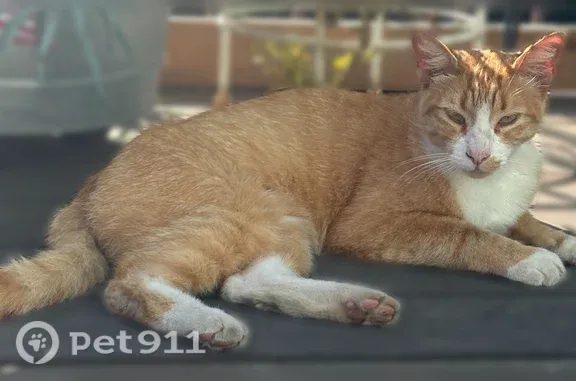 Lost cat, Q Street, 4800, Sacramento - photo