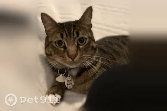 Lost cat, Grand Teton Park Street, Fremont, Oakland - male, white paws - photo
