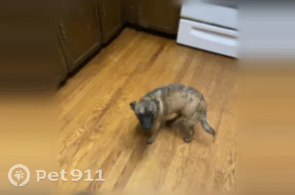 Missing dog Denver, photo: Lost dog, East 112th Drive, 364, Northglenn, Denver — male brindle chihuahua
