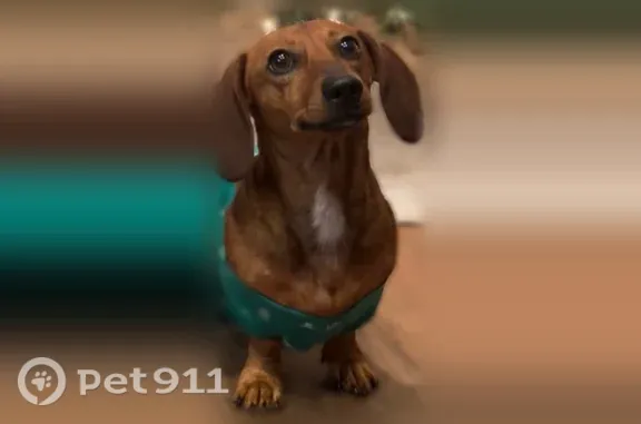Missing dog Brownsville, photo: Lost dog, Alvarez Court, 100, Los Fresnos, Brownsville — male, small brown weiner dog