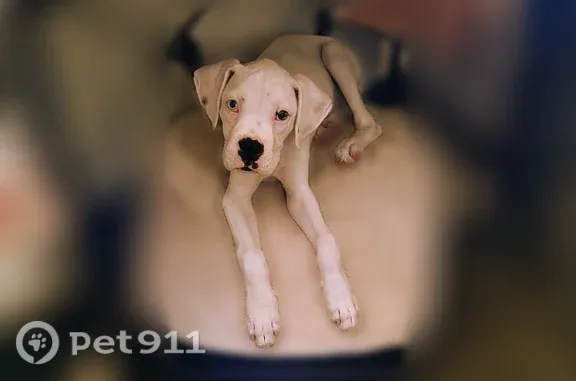 Missing dog Mililani Town, photo: Lost dog, Hawaiian Beaches, Hawaii, Mililani Town — male, answers to Aspen