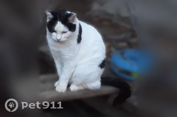 Missing cat Petaluma, photo: Lost cat, Vista Lane, 2033, Petaluma - female, black and white, clipped ear