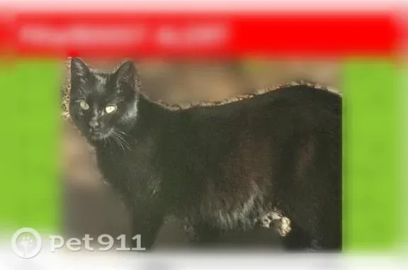 Lost cat, Westfield Street, Silverton, Portland - all black with white spots - photo
