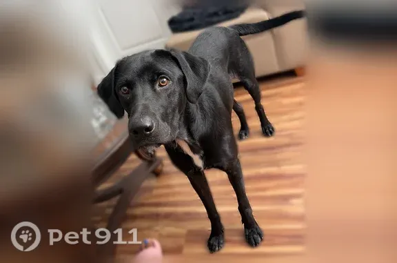 Found dog Fort Worth, photo: Found dog, Calmont Avenue, 8125, Fort Worth — knows sit command