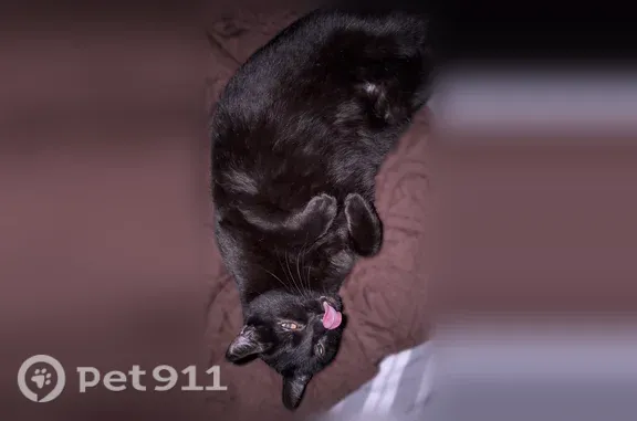 Lost cat, Starbird Circle, 113...