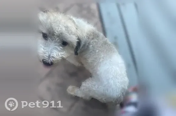 Missing dog Arlington, photo: Lost dog, Wet N Wild Way, Arlington - small white dog with black and brown spots