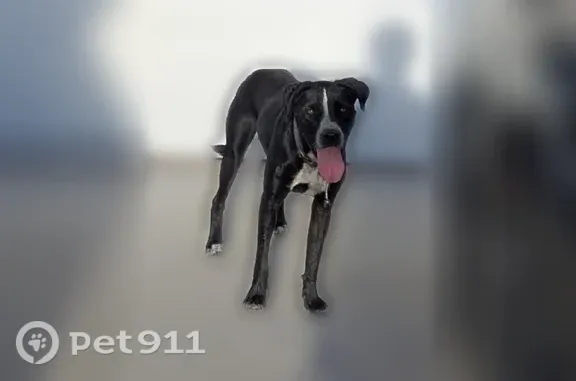 Found dog Twentynine Palms, photo: Found dog, Morongo Road, 5563, Twentynine Palms - female, super sweet