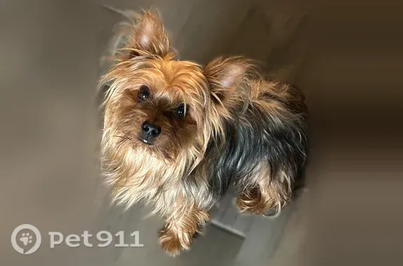 Missing dog La Marque, photo: Lost dog, La Marque, Texas - small brown and grey yorkie, answers to Cisco