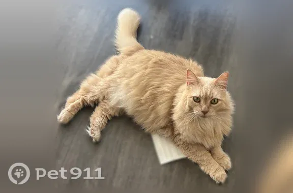 Lost cat, Milky Way, Cupertino...