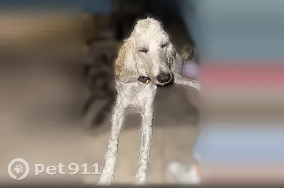 Missing dog Huntington Beach, photo: Lost dog, Huntington Beach, California — male