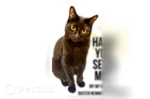 Lost cat, Sherwood Echo, 7221,...