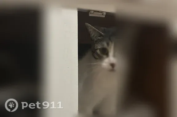 Lost cat, Rain Drop Circle, 21...