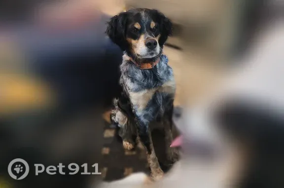 Lost dog, Saint Marys Place, 5...