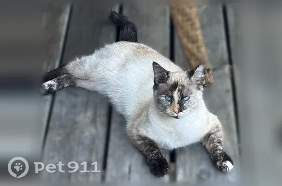 Lost cat, Richard Street, 73,...