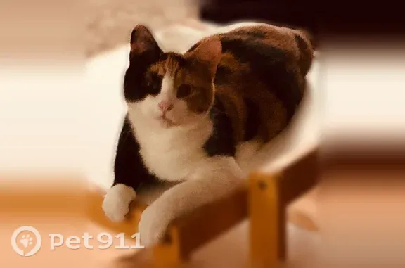 Lost cat, Old Westminster Road...