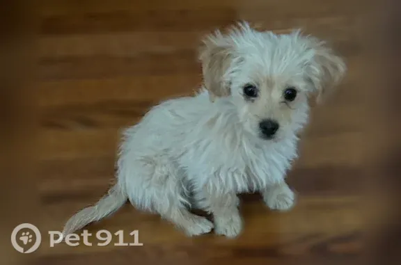 Lost dog, Terrel Court, 3100,...