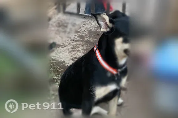 Lost and found pets Huron, photo: Found dog, North First Street, 6057, Fresno, Huron - female, with collar