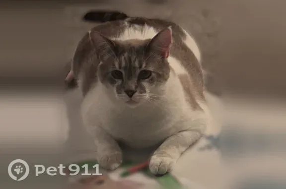 Lost cat, Red Alder Street, 56...
