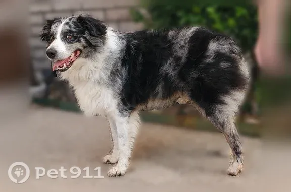 Found dog Fort Worth, photo: Found dog, Skymeadow Drive, 4901, Fort Worth - black and white male
