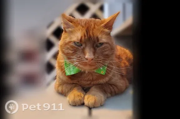 Lost cat, Mulberry Street, 26,...