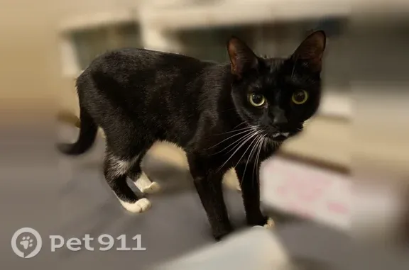 Lost cat, North Highway 67, 43...