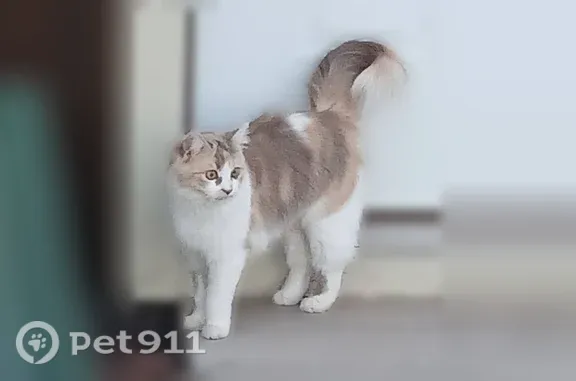 Lost cat, North Riviera Avenue...