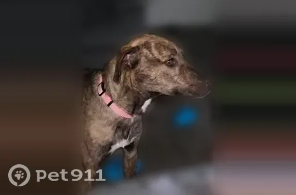 Lost dog, Albuquerque - female...