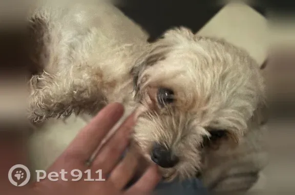 Found dog Raleigh, photo: Found dog, Ten-Ten Road, 9741, Raleigh - tiny cream-colored female, maybe a Maltese