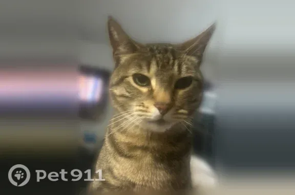 Lost cat, North Duncanville Road, Duncanville - male tabby, 7 years old - photo