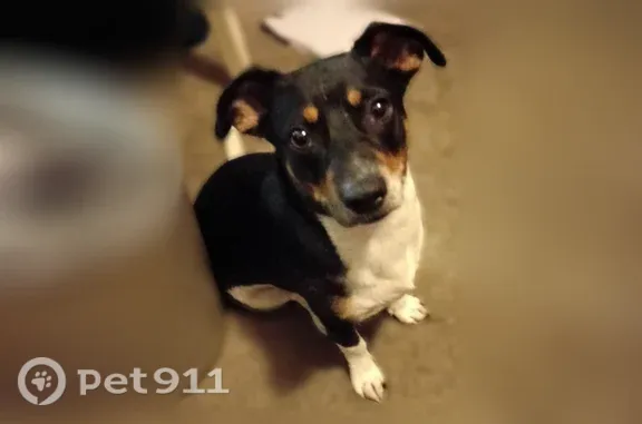 Lost dog, Phillips Drive, 5178, Forest Park - photo