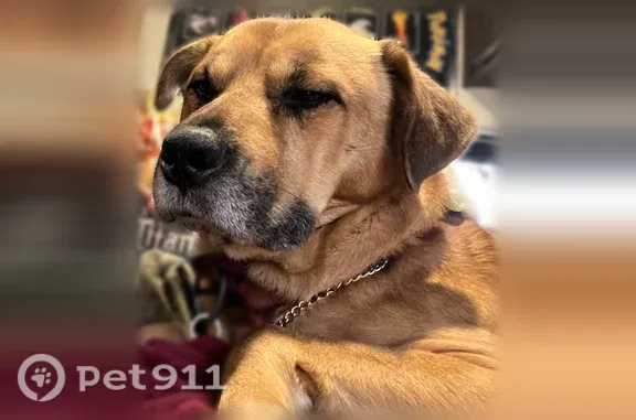 Lost dog, Whitley Oaks Court,...