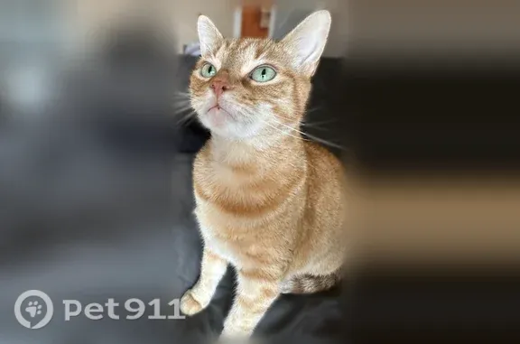 Lost cat, Owenwood Drive, 1126, Irving - male domestic shorthair - photo