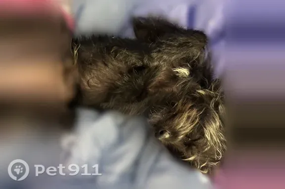 Lost dog, New Orleans - male,...