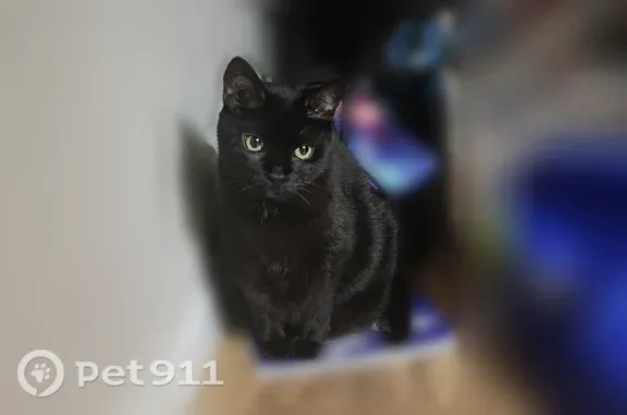 Lost cat, Ellis Street, 1217, Waukesha — female, larger size - photo