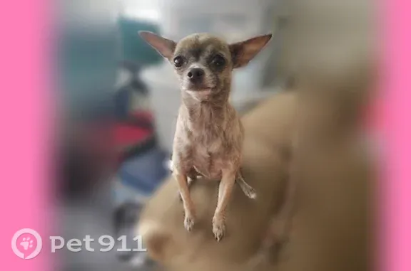 Lost dog, West 100 North, 85, Provo - friendly little brown chihuahua with gray on her face - photo