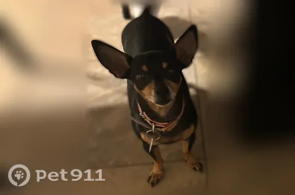 Lost dog, East Springfield Place, 639, Chandler, Phoenix - female Chihuahua - photo
