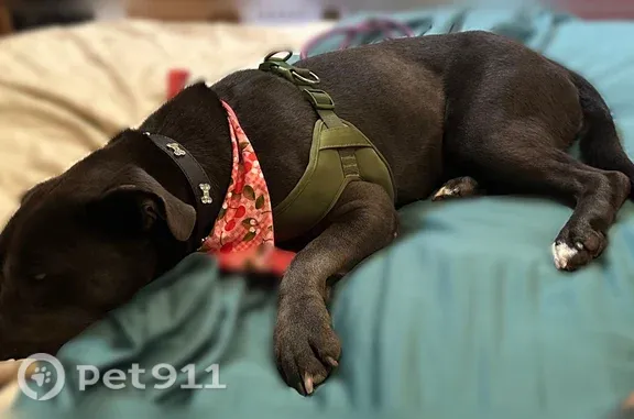 Missing dog Amity, photo: Lost dog, Southeast Amity Vineyards Road, 18150, Amity - female, brown coat with some grey/silver