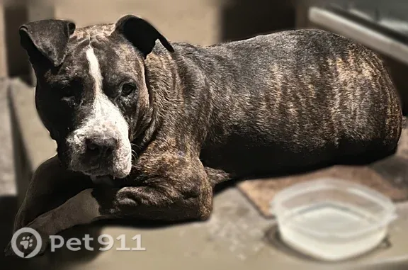 Lost and found pets Gardena, photo: Found dog, Harvard Boulevard, 16004, Gardena — friendly female brindle, possibly nursing