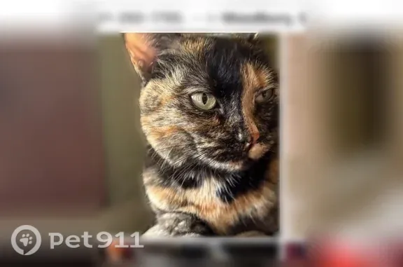 Lost cat, Grey Eagle Drive, Woodbury, Minneapolis — female, bright green eyes - photo