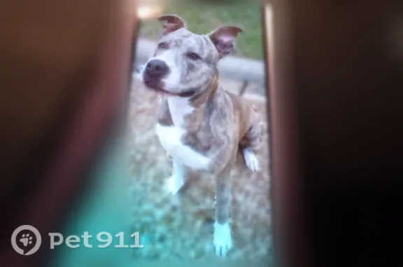 Lost dog, North Beach Street, 6600, Fort Worth — female, brown, with a chip - photo