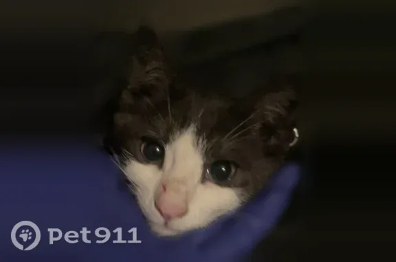 Lost cat, Hollister, California - black and white tuxedo kitten - photo