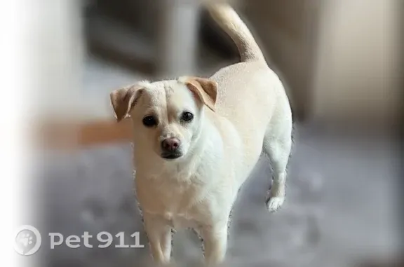 Lost dog, Southwest Kruger Road, 18985, Sherwood - light tan, about 15 lb - photo