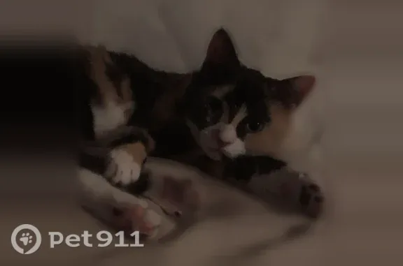 Lost cat, Landaff, New Hampshire, Branford - very small, adventurous female cat - photo
