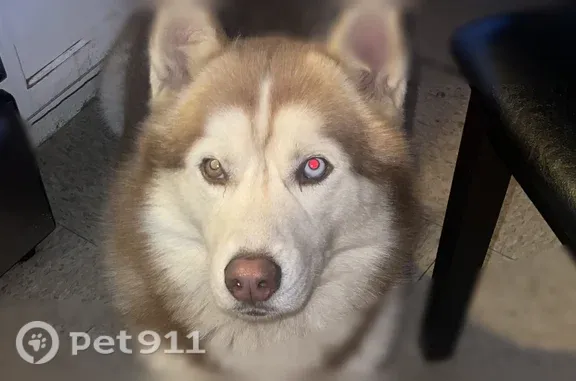 Lost dog, Gallagher Street, 3623, Dallas - white and brown husky - photo