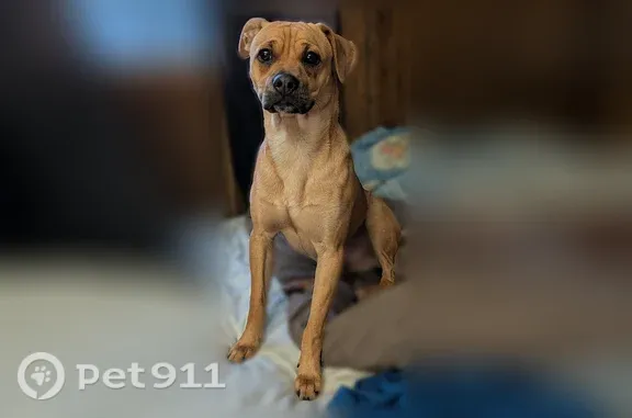 Found dog Benton Harbor, photo: Found dog, Carpentersville, Illinois, Benton Harbor - brown puppy, skittish