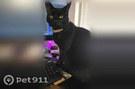 Lost cat, The Trails B1, 3295, Euless - male, chipped - photo