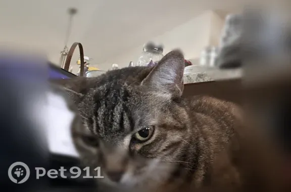 Lost cat, Southwest 38th Avenue, 10342, Ocala - female with heterochromia - photo