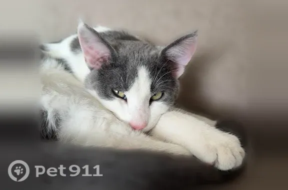 Missing cat Burley, photo: Lost cat, Overland Avenue, 491, Burley — pink nose