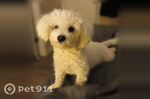 Lost dog, Southwest 72nd Avenue, 13325, Tigard, Portland - female, shy, with separation anxiety - photo